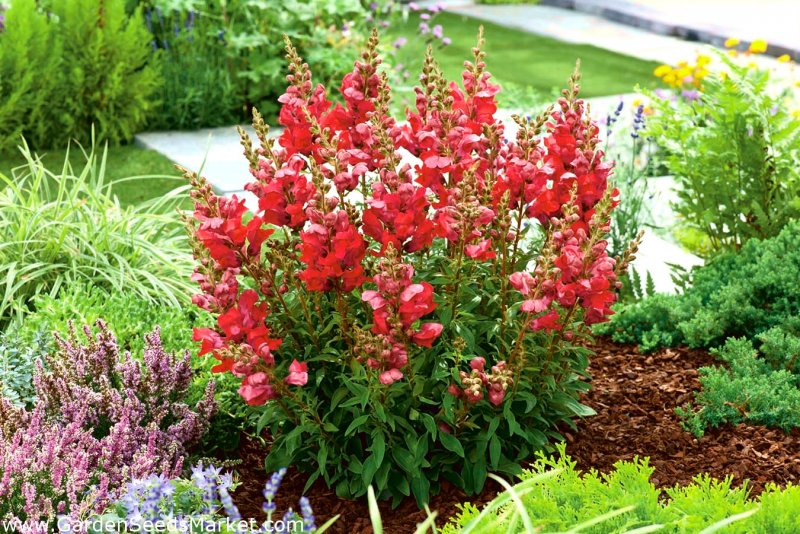 Antirrhinum majus Nanum