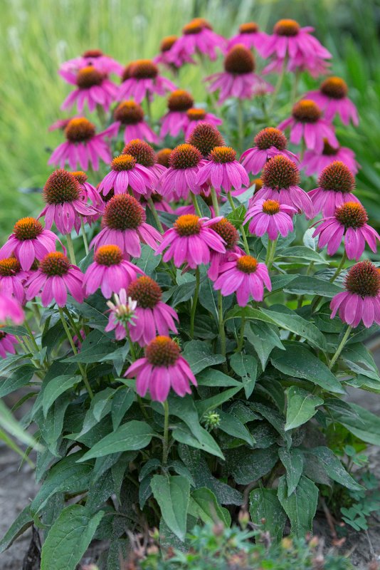 Эхинацея пурпурная (Echinacea purpurea)
