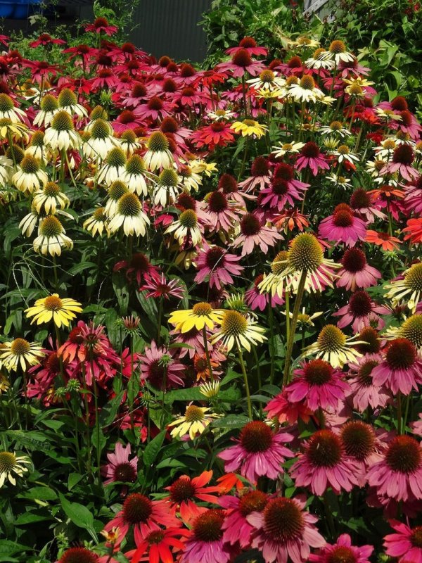 Эхинацея пурпурная (Echinacea Cheyenne Spirit) Окс i