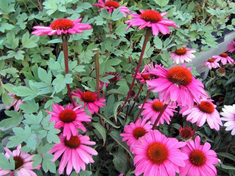 Эхинацея пурпурная (Echinacea purpurea 'little giant')