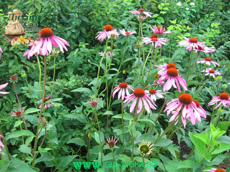 Рудбекия (эхинацея) пурпурная Echinacea purpurea