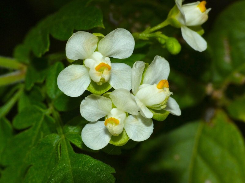 Cardiospermum halicacabum