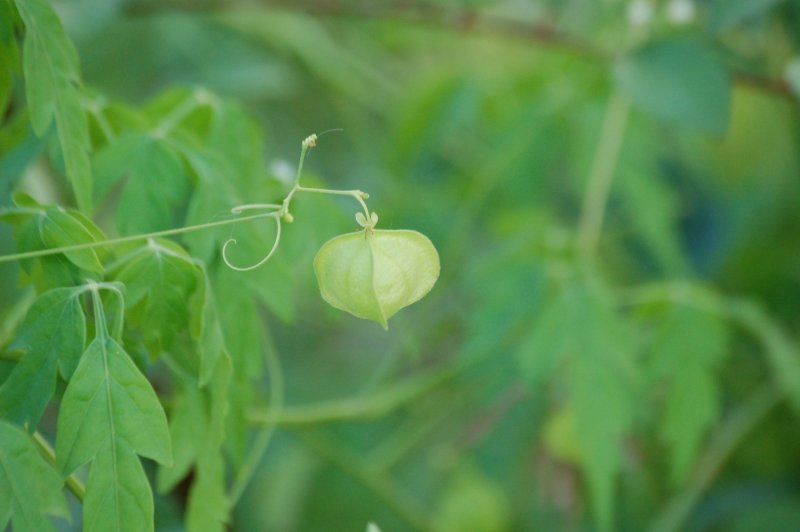 Cardiospermum grandiflorum