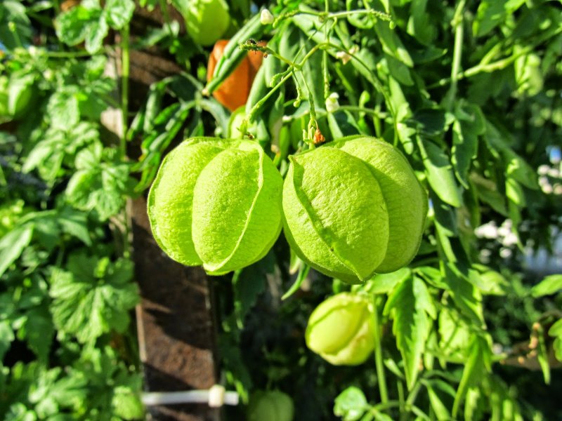 Giloy Plant in Tamil