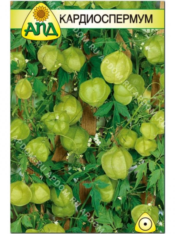 Cardiospermum halicacabum