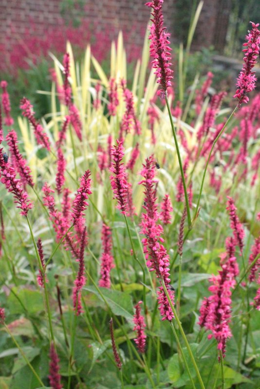 Персикария (Persicaria)