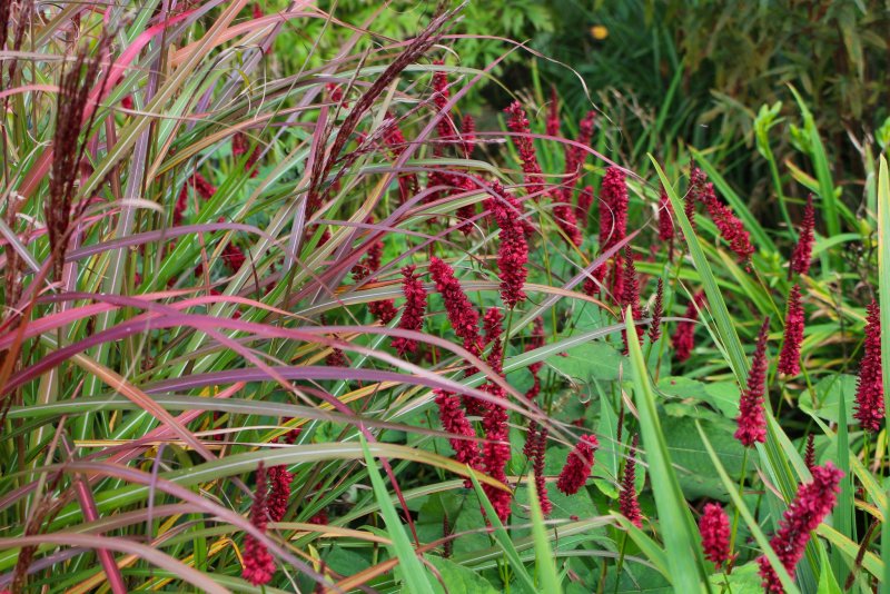 Горец стеблеобъемлющий "Persicaria"