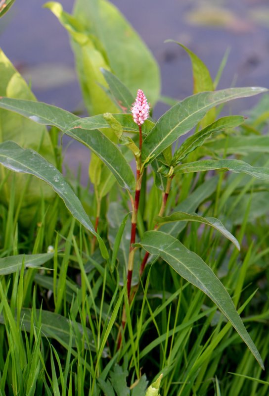 Горец Земноводный (Persicaria Amphibia)