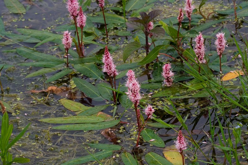 Горец Земноводный (Persicaria Amphibia)