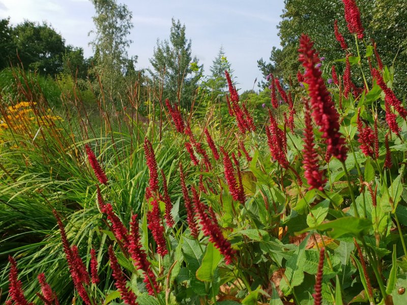 Горец свечевидный "Blackfield" (Persicaria amplexicaulis)