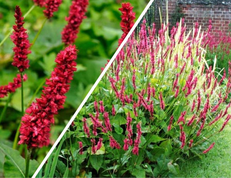 Горец родственный (Polygonum affine `Daijeerling Red`)
