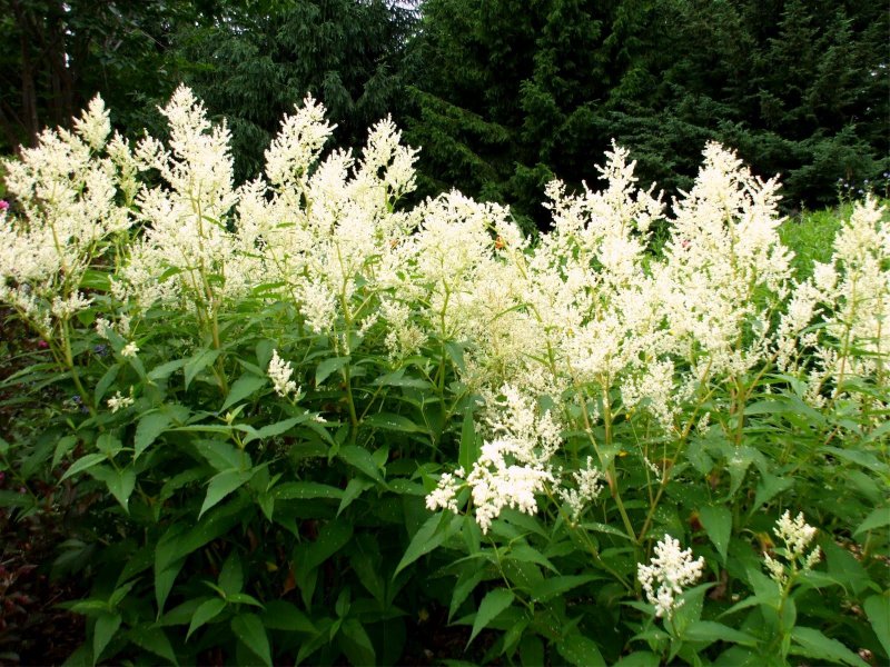 Горец Persicaria polymorpha
