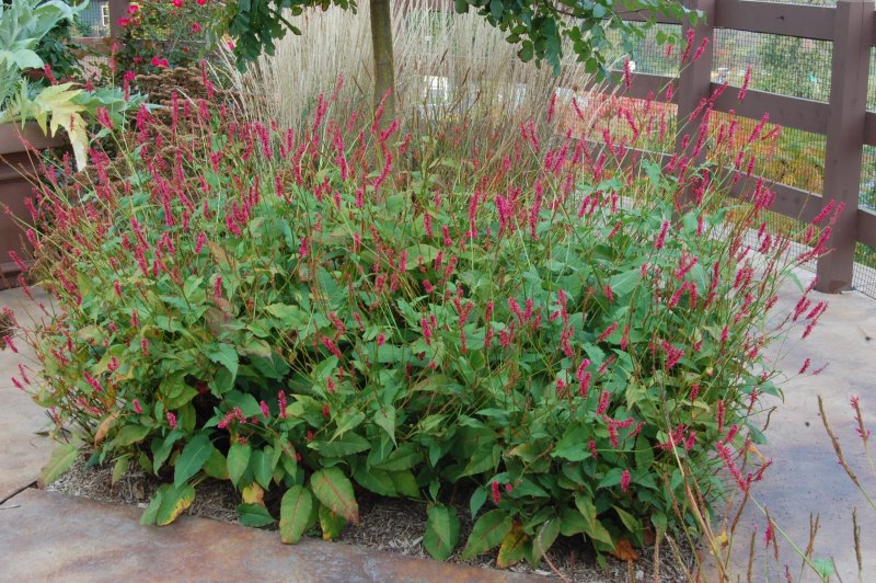 Персикария/Горец свечевидный Persicaria amplexicaulis "Golden arrow"