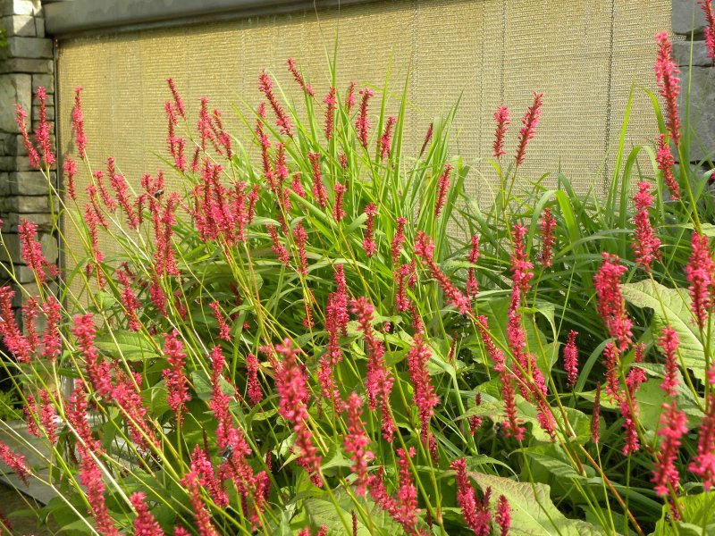 Горец стеблеобъемлющий "Persicaria"