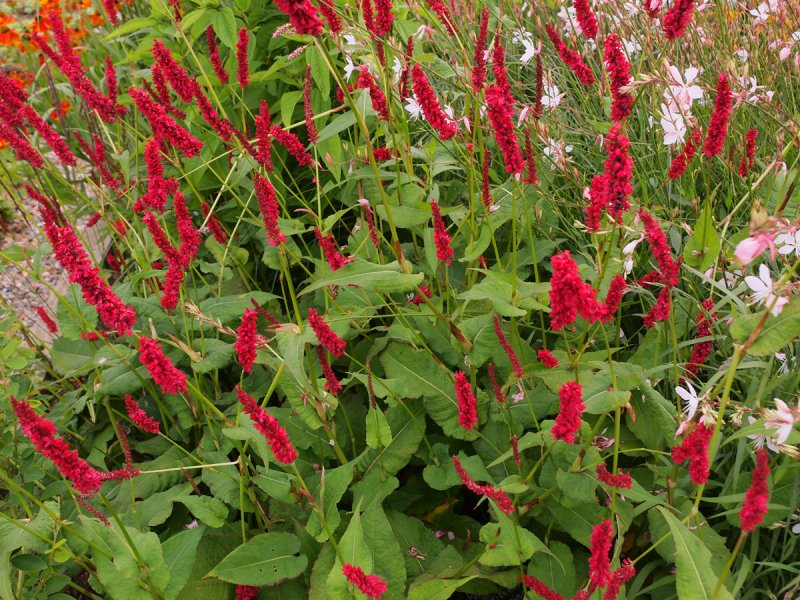 Persicaria amplexicaulis