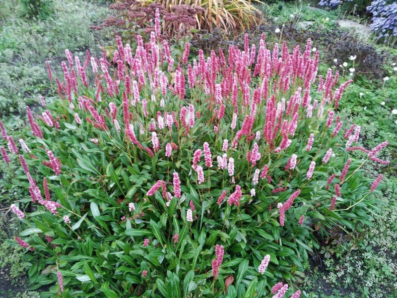Persicaria affinis