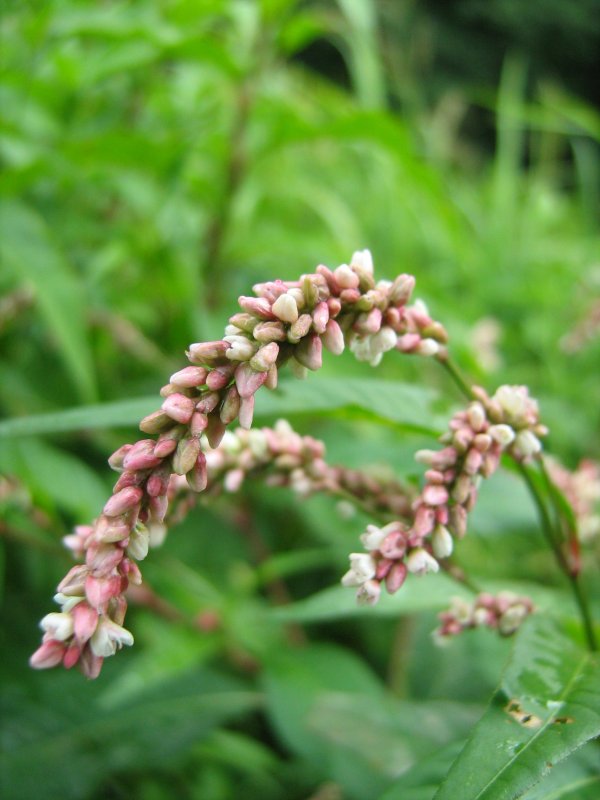 Горец почечуйный Persicaria maculosa