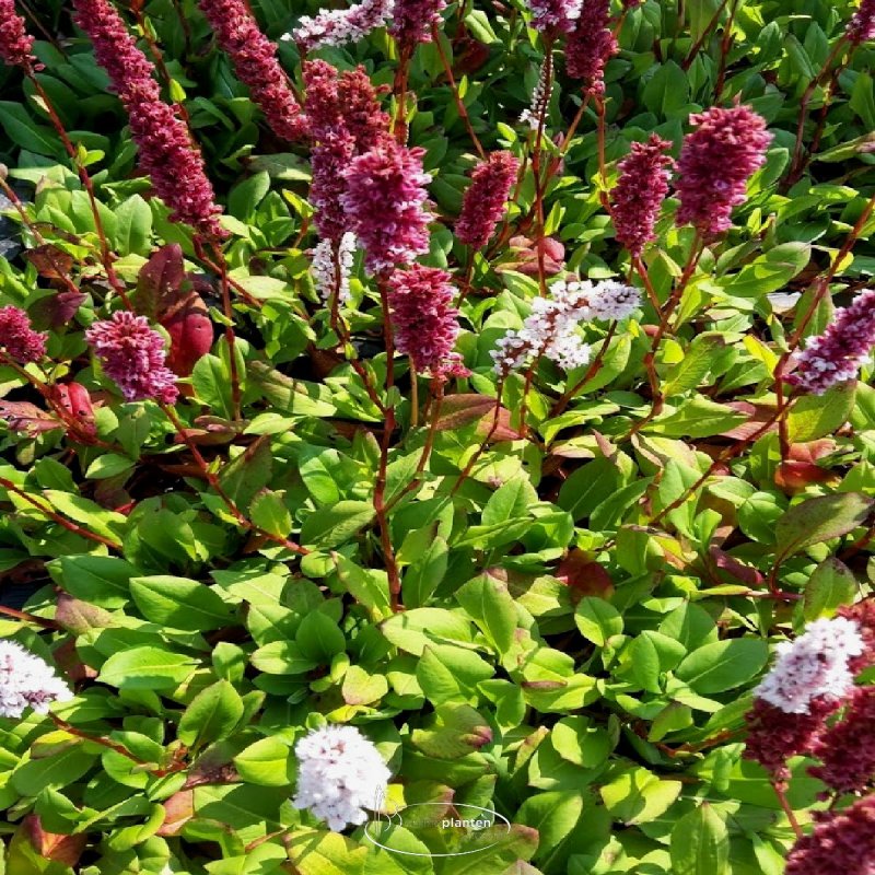 Persicaria affinis Kabouter