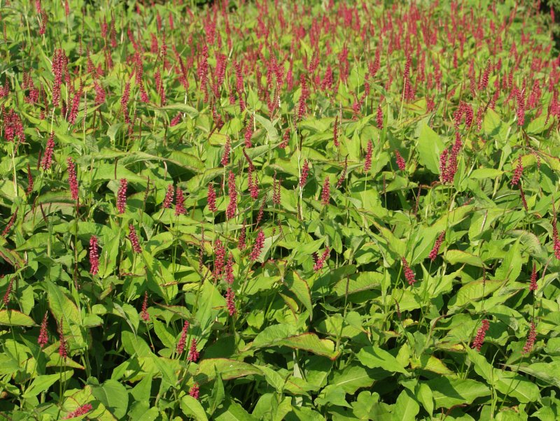 Персикария (Persicaria)