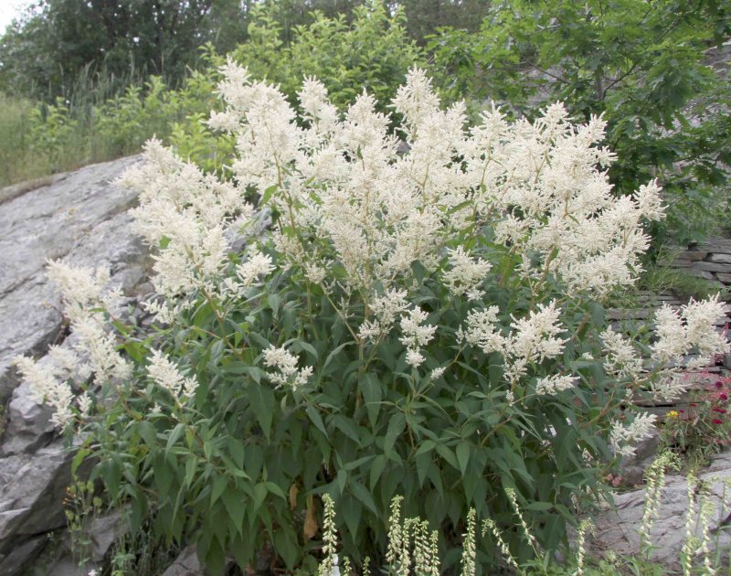 Горец Персикария изменчивый