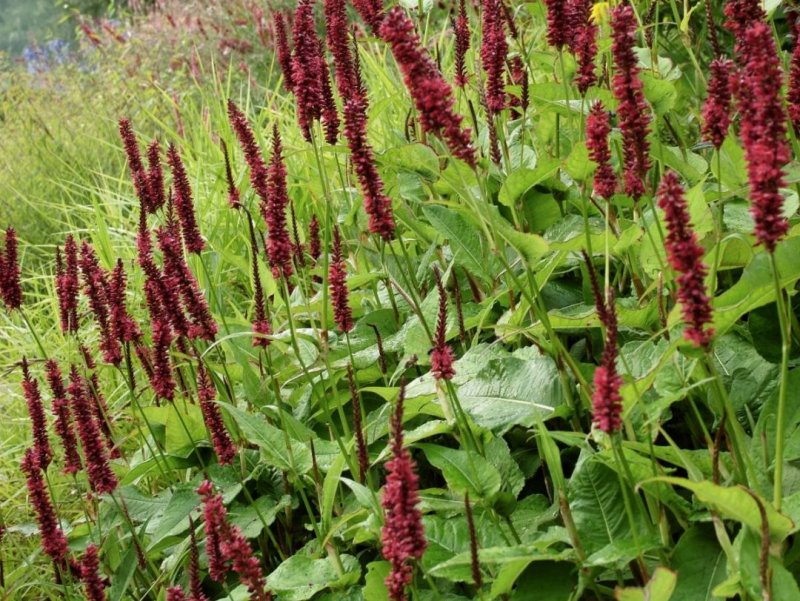 Горец свечевидный "Blackfield" (Persicaria amplexicaulis)