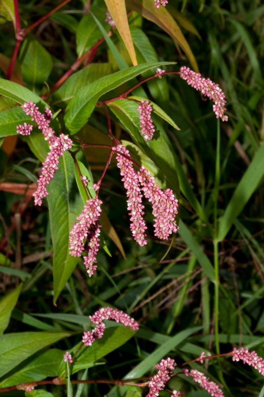 Персикария (Persicaria)