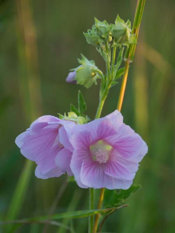 Lavatera trimestris l.