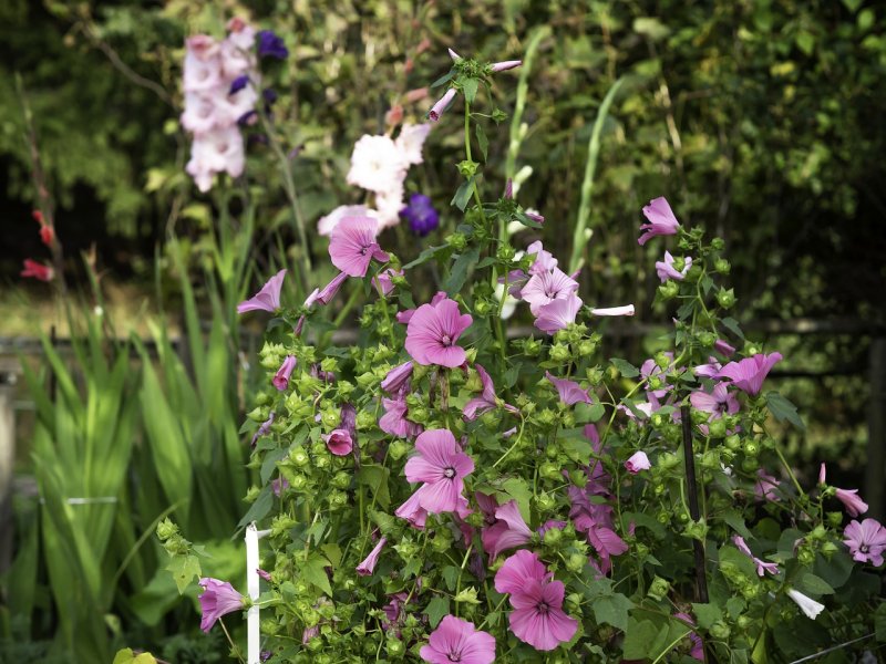 Мальва мускусная Malva moschata