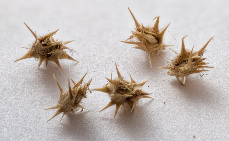 Cenchrus longispinus