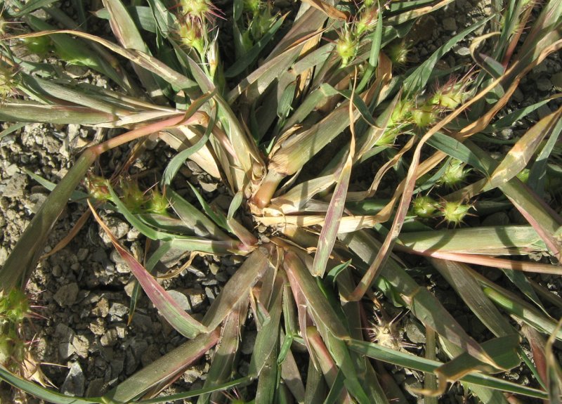 Ценхрус малоцветковый Cenchrus pauciflorus Benth. Сем. Злаковые (Poaceae)