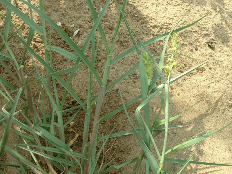 Gagea pauciflora
