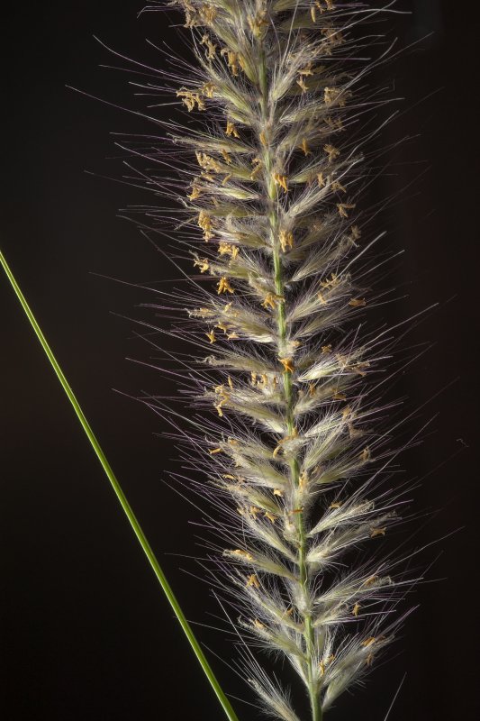 Трава "buffelgrass". Фото