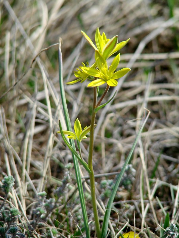 Foxtail grass