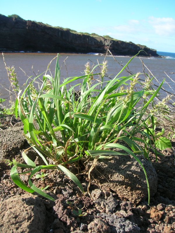 Cenchrus ciliaris