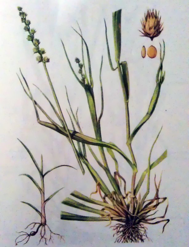 Invasive species in Australia