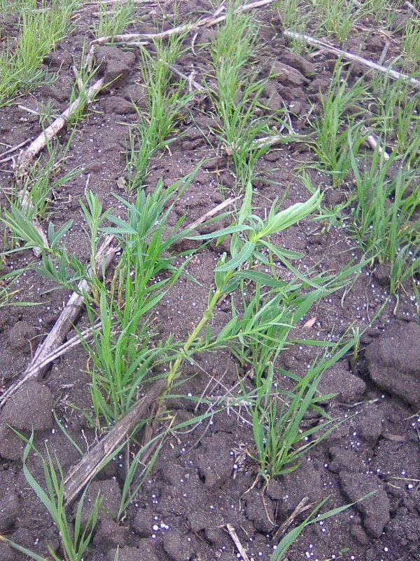 Осока бледноватая (Carex pallescens)