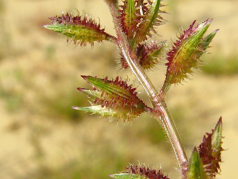 Cenchrus ciliaris