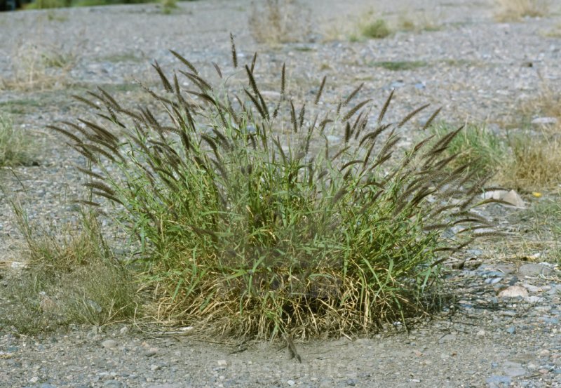 Осока малоцветковая Carex pauciflora