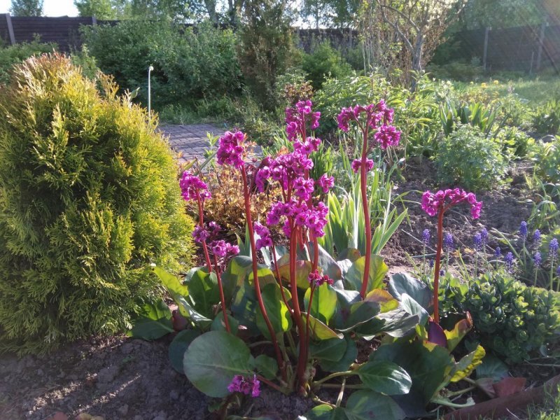 Бадан Bergenia cordifolia Eroica