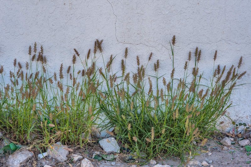 Gagea pauciflora