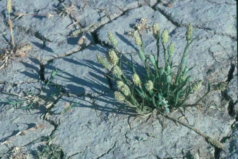 Hordeum geniculatum Tragus racemosus Acalypha Australis Rapistrum perenne Kochia sieversiana Artemisia glauca