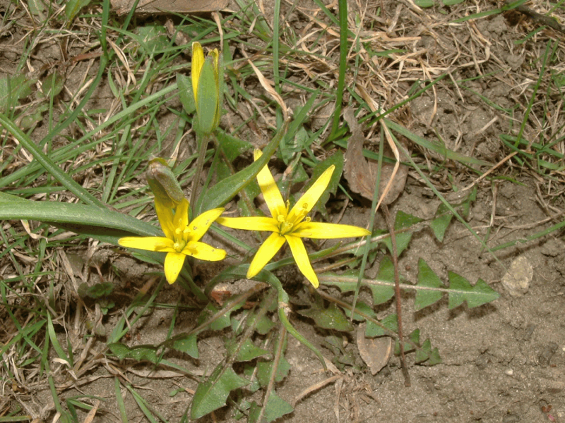 Cenchrus longispinus