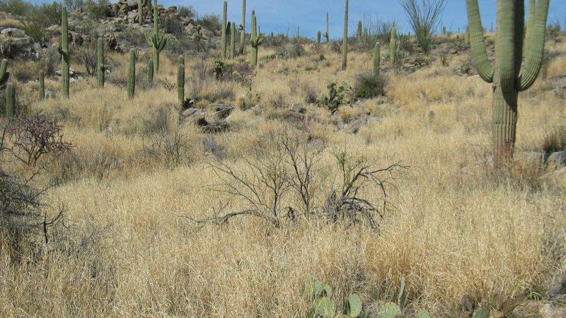 Thelocactus TULENSIS
