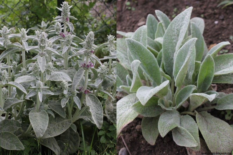 Стахис шерстистый Stachys byzantina