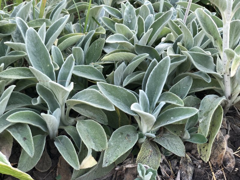 Стахис шерстистый Stachys byzantina