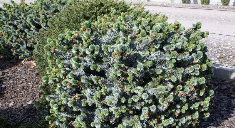 Ель Picea sitchensis