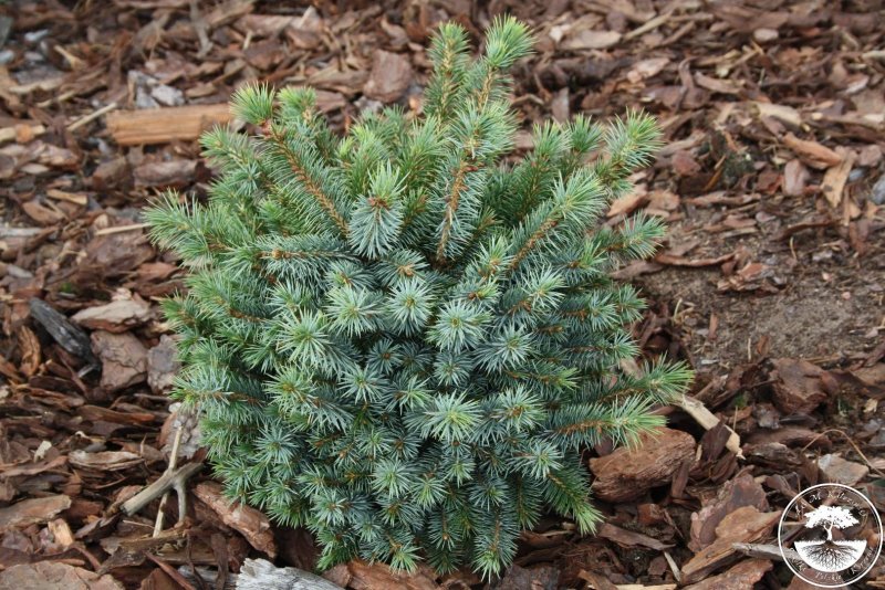 Ель Picea jezoensis Nana