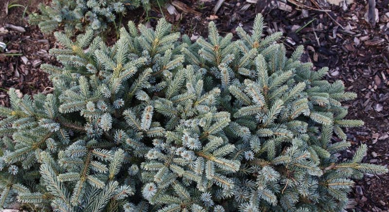 Ель ситхинская Нана Picea sitchensis Nana