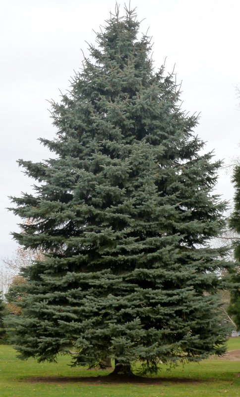 Ель ситхинская (Picea sitchensis p9)
