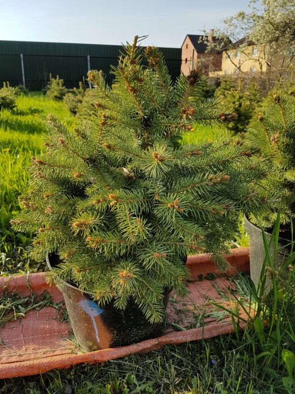 Ель ситхинская (Picea sitchensis p9)